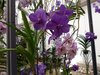 Orchideen in der Blumenhalle