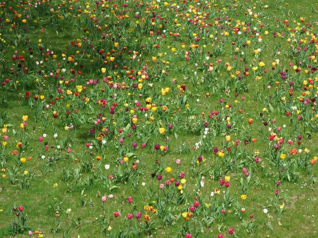Tulpenwiese im Luitpoldpark
