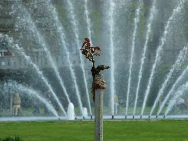 Bäumchen vorm Springbrunnen des Rosengartens