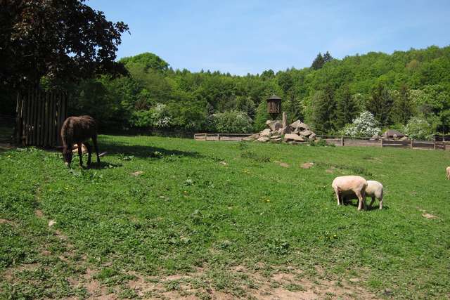 Esel und Ziegen im Wildpark