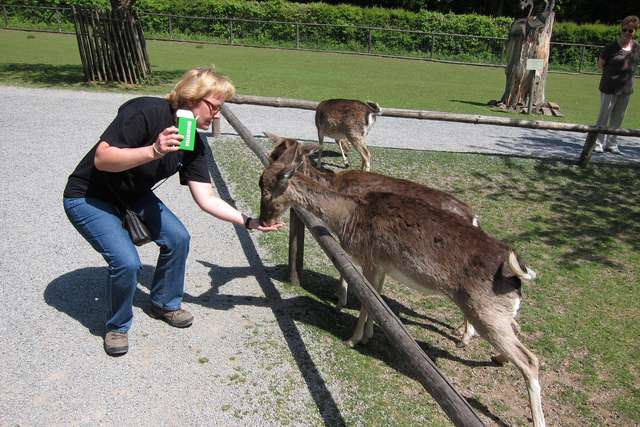 Anke mit hungrigem Damwild