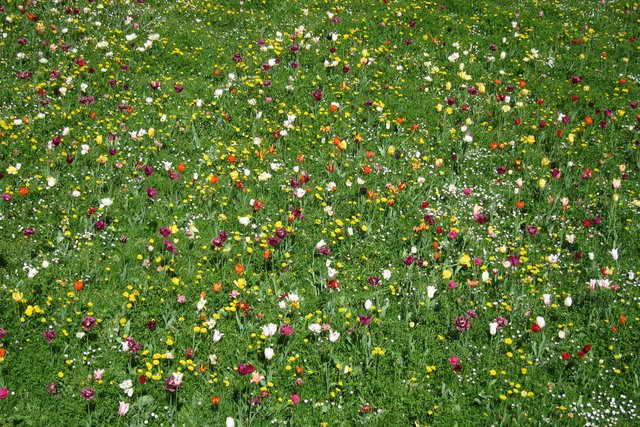 Tulpen im Kurpark von Bad Kissingen