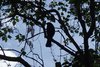 Vogelsilhouette im Baum