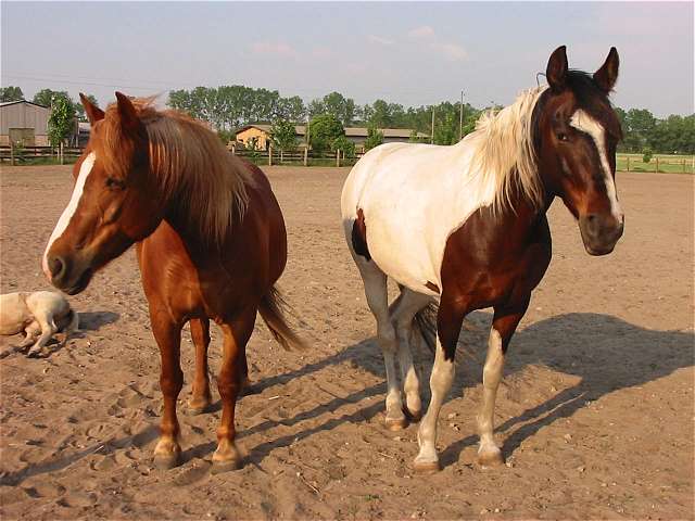 Zwei Pferde in der Abendsonne
