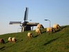 Schafe vor Windmhle auf Texel