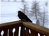 Vogel auf dem Balkon
