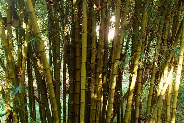 Bambus im Gegenlicht
