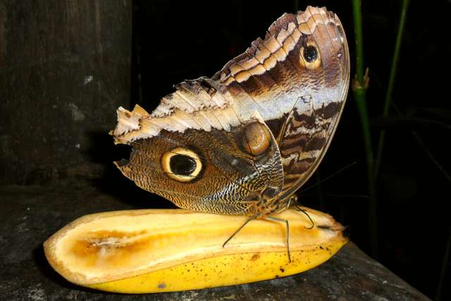 Schmetterling auf Banane