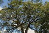 Baum in Punta Leona