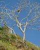 Pelikan auf Baum