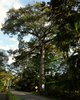 hoher Baum in Punta Leona