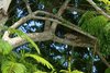 Leguan auf Baum