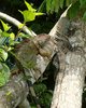 Zwei Leguane auf Baum