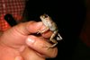 Frosch auf Hand bei Nachtwanderung