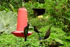 Kolibris im Anflug an Ftterungsbehlter