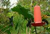 Kolibris am Futternapf