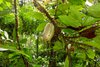 Kakaofrucht am Baum