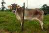 Kuh hinter Zaun