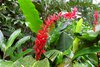 Alpinia purpurata - Red Ginger Lily
