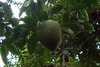 Durianfrucht am Durianbaum