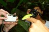 Rotaugenfrosch vor Kameras