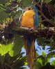 Papagei im Baum