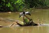 Schlangenhalsvogel (Anhinga) beim Trocknen auf Stamm im Rio Frio