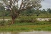 Falke im Baum in Seitenarm des Rio Frio