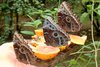 Schmetterlinge auf Obst
