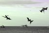 Pelikane im Sturzflug in Coco