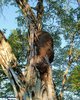 Termiten auf Baum