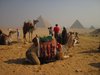 Kamele vor den Pyramiden