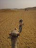 Kamel hinter dem Kamelfhrer