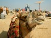 Kamel in Giseh