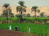 Grne Felder vor dem  auf den Westbanks von Luxor