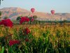 rote Ballone hinter Feldern in Theben West