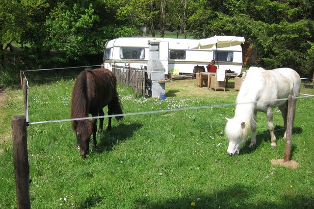 grasende Pferde vor Wohnwagen