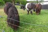 Shetland Ponies auf der Wiese