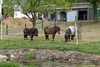 Shetland Ponies am Heidberg-Hof