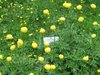 Trollblumen im Alpengarten der Villa Cassel