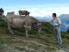 Helmut mit Kuh auf dem Panoramaweg