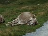 Kuh beim Mittagsschlaf