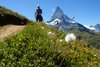 Pusteblume vor dem Matterhorn