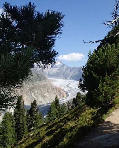 Blick vom Mornenweg zum Aletschgletscher
