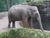 Elefant in Burgers Zoo