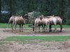 Kamele in Burgers Zoo