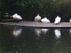 Pelikane in Burgers Zoo