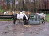 Pferde beim Fressem im Paddock
