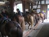 Pferde im Stall