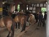 Pferde in der Scheune beim Aufsatteln